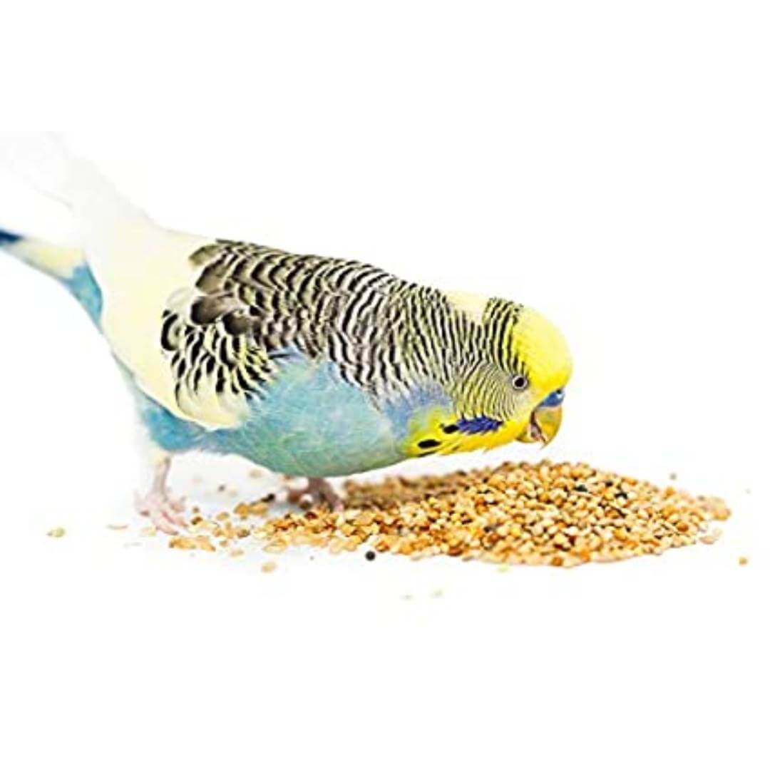 Parrots Wizard, Kangni Bird FoodThangamalar bird food bird food for budgies Love birds pet food birds Food  Bird Feeder  (450 Gm )