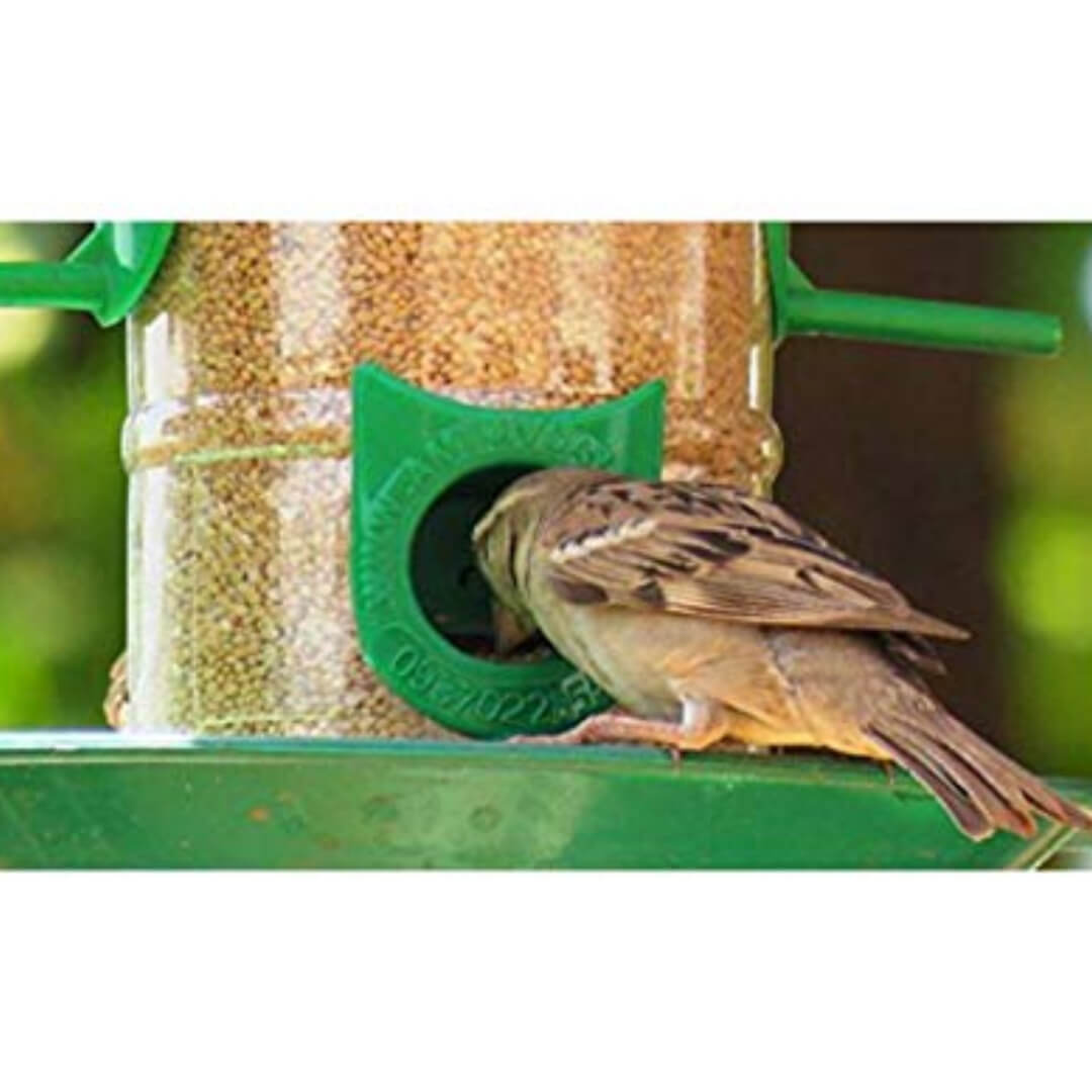 2 in 1 Double Decker Medium Bird Food and Water Feeder (Transparent, Green) - Pack of 1